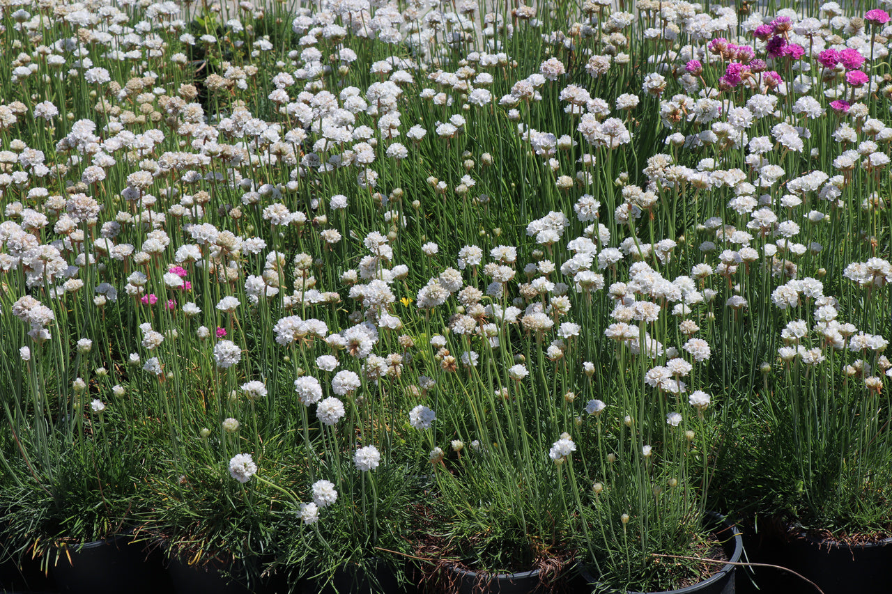Engels gras Armeria maritima 'Alba' vaste plant witte bloem