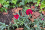 Steenraket - Erysimum 'Red Jep' in bloei