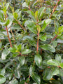 Escallonia 'Iveyi'