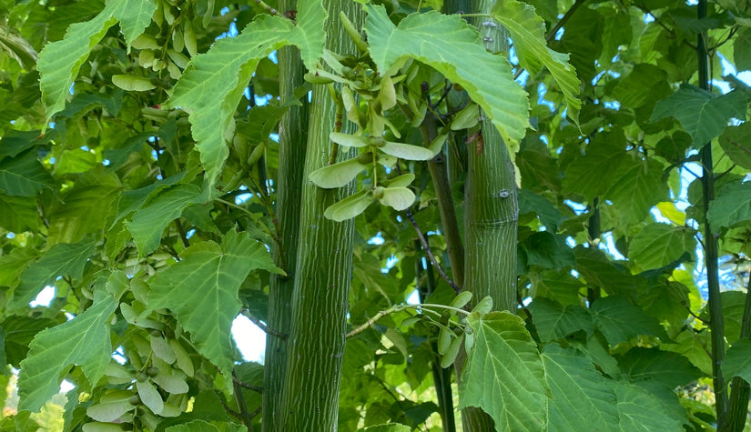 Acer davidii subsp. grosseri detail