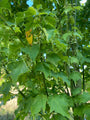 Acer davidii subsp. grosseri gevleugelde zaden