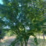 Esdoorn - Acer davidii subsp. grosseri