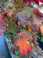 Herfstblad Acer japonicum 'Attaryi'