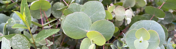 Gomboom - Eucalyptus cinerea 'Silver Dollar'