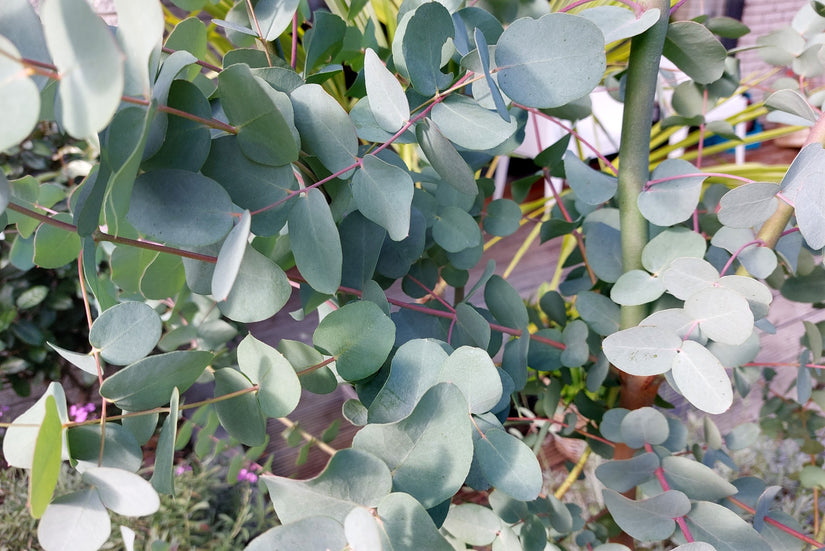 Zilverkleurige bladeren eucalyptus