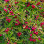 Wilde kardinaalsmuts - Euonymus europaeus 'Red Cascade'