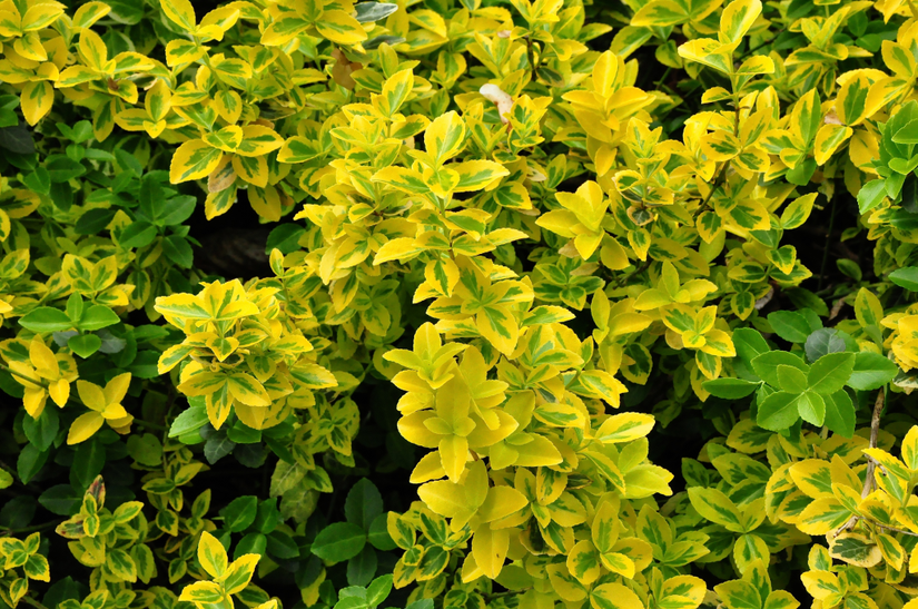 Euonymus fortunei 'Emerald 'n Gold'