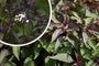 Koninginnekruid - Eupatorium rugosum 'Chocolate'