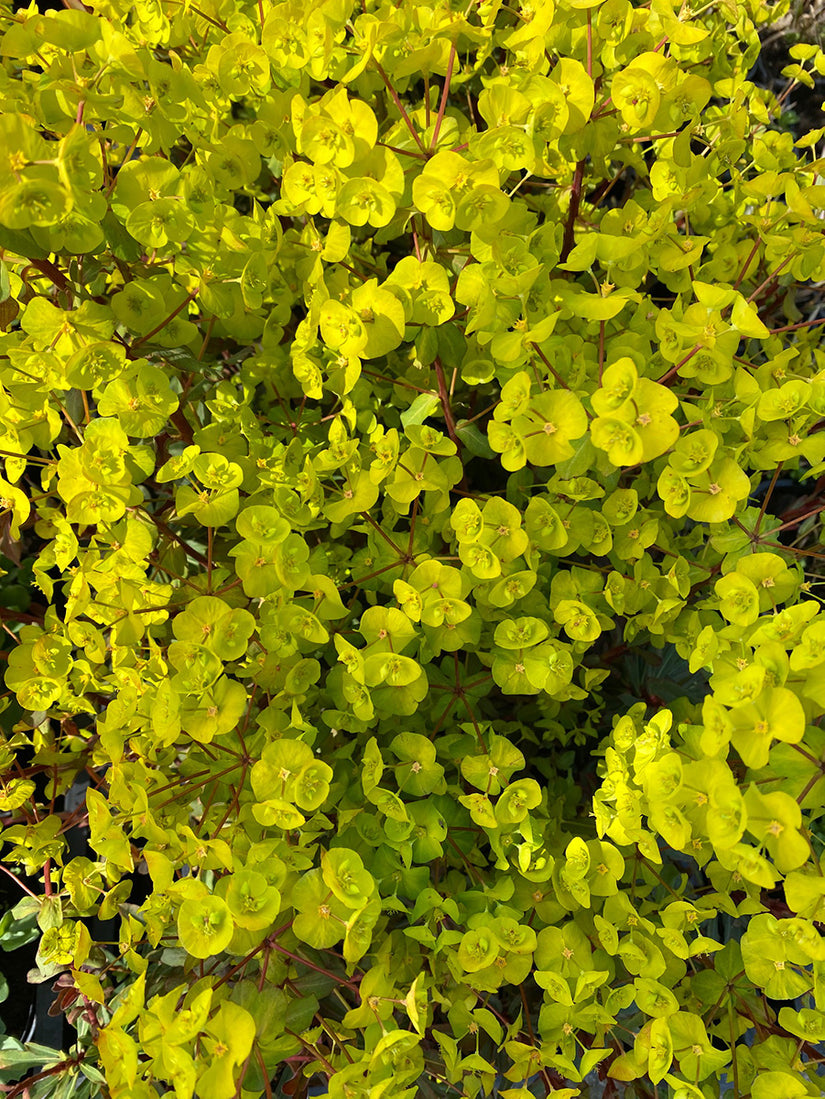 Wolfsmelk - Euphorbia amygdaloides 'Ascot Rainbow'