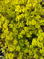 Wolfsmelk - Euphorbia amygdaloides 'Ascot Rainbow'
