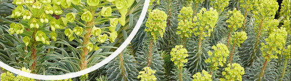 Bloei Wolfsmelk - Euphorbia characias subsp. wulfenii