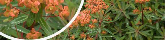 Euphorbia griffithii 'Fireglow' in bloei