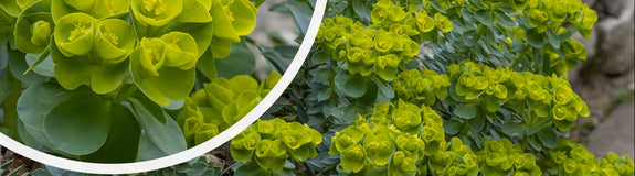 Wolfsmelk - Euphorbia myrsinites in bloei