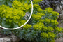 Wolfsmelk - Euphorbia myrsinites in bloei