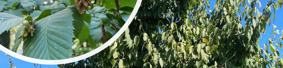 Europese Hopbeuk - Ostrya carpinifolia