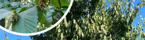 Europese Hopbeuk - Ostrya carpinifolia