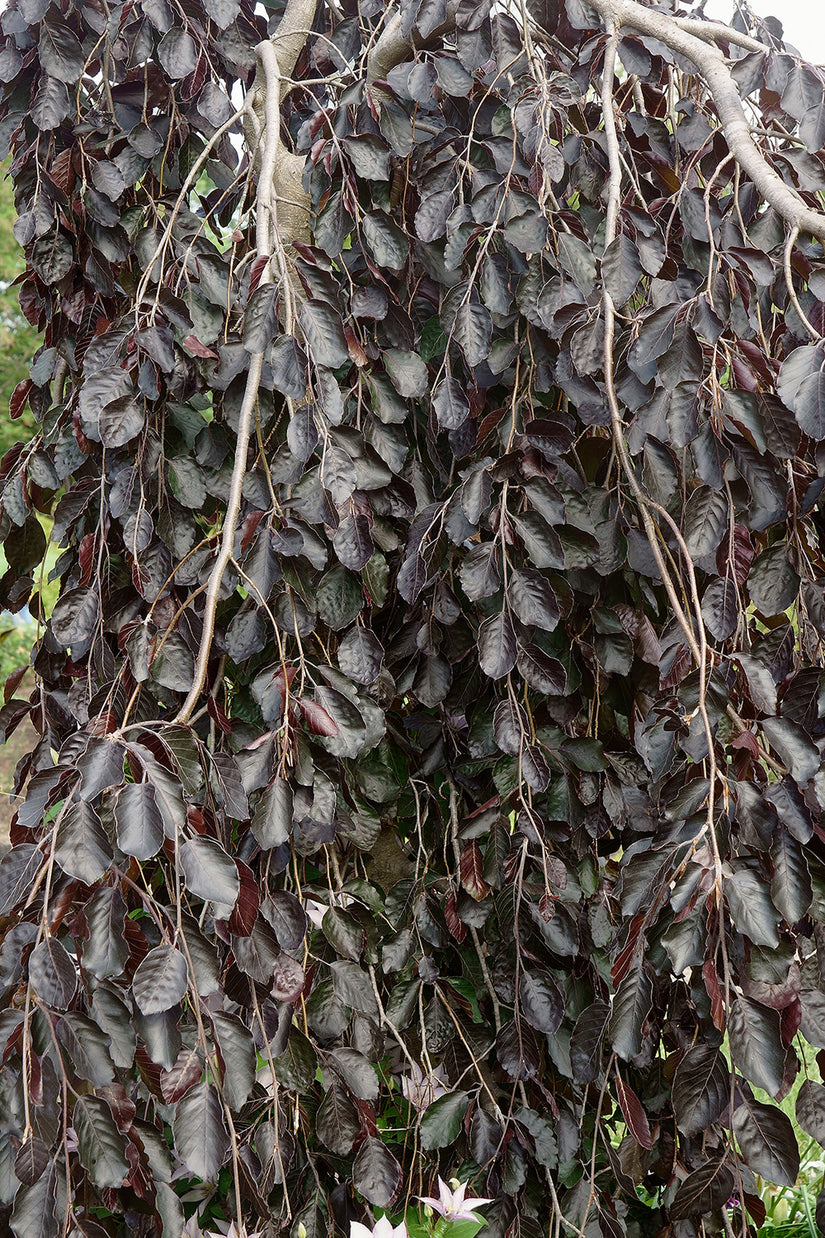 Fagus sylvatica 'Purpurea Pendula' - Treurvorm