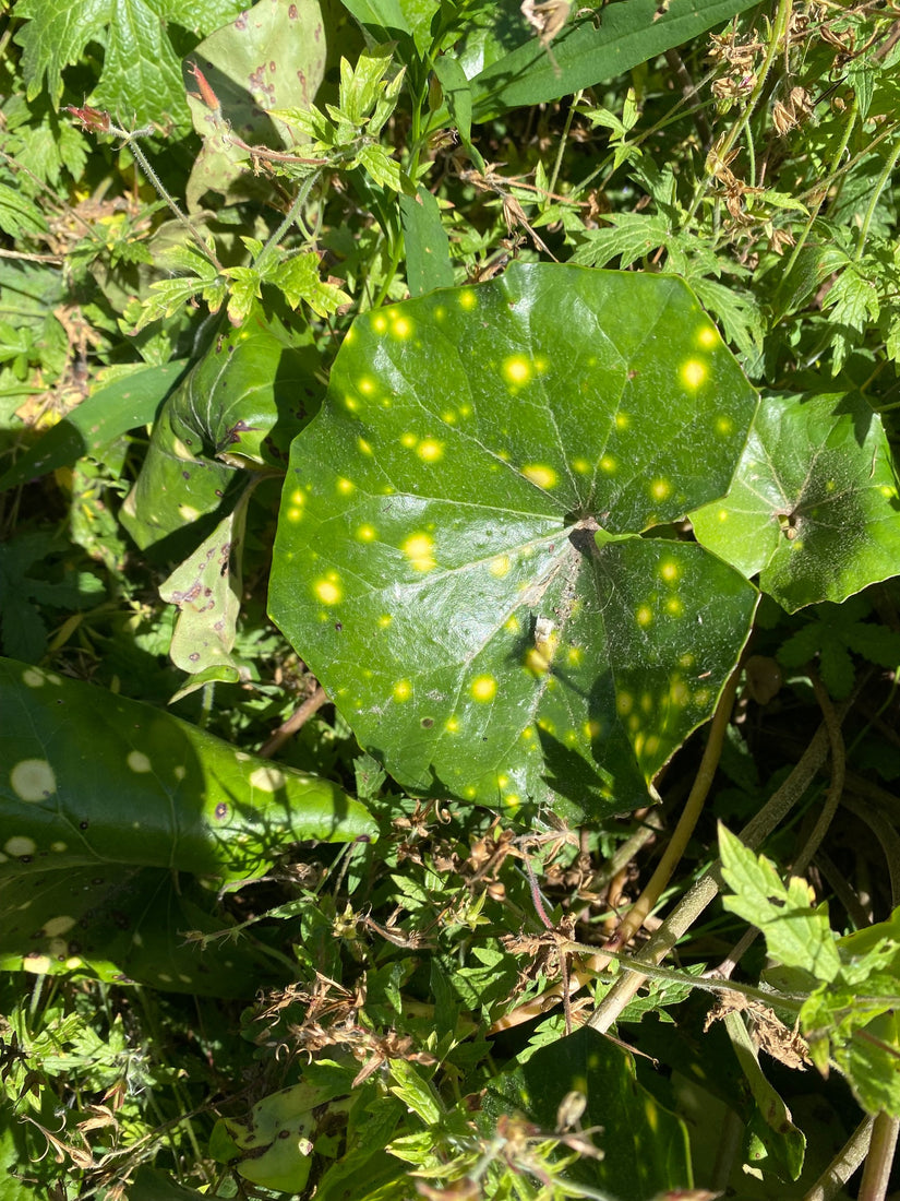 Leopard plant - Farfugium japonicum 'Aureomaculatum'