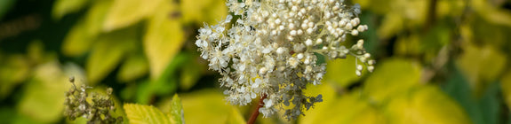 Moerasspirea - Filipendula ulmaria 'Aurea' in bloei