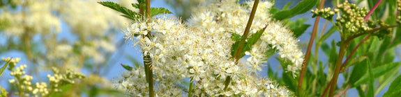 Moerasspirea - Filipendula ulmaria in bloei