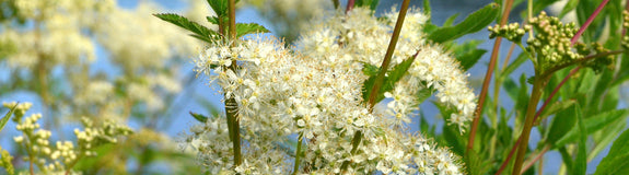 Moerasspirea - Filipendula ulmaria in bloei