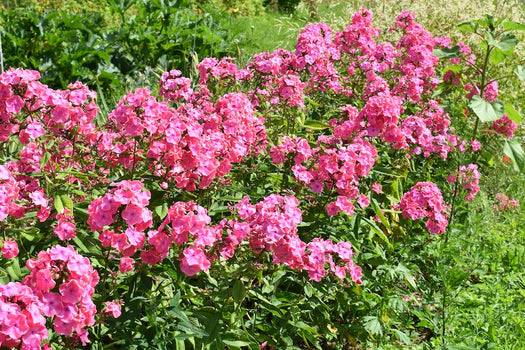 Flox roze Phlox 'Spitfire' Vaste planten voor de borders