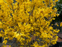 Gele bloei Chinees klokje - Forsythia x intermedia 'Courtalyn'