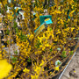 Chinees klokje - Forsythia intermedia 'Goldrausch'