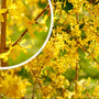 Chinees klokje - Forsythia x intermedia 'Lynwood' in bloei
