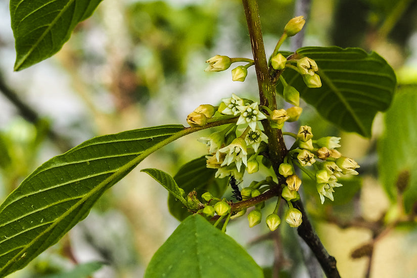 Frangula alnus 'Ron Williams' (FINE LINE) – Plantentuin Frangula alnus 'Ron Williams' (FINE LINE) – Plantentuin