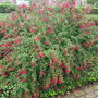 Fuchsia borderbeplanting bloeikleur rood halfschaduw