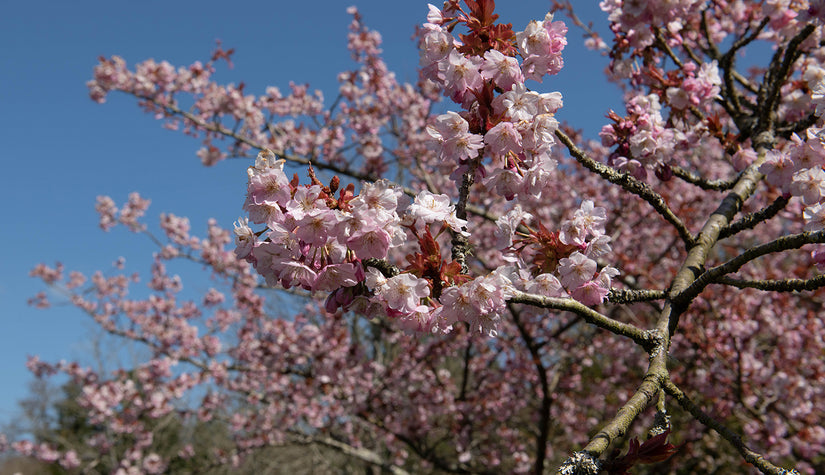 Fuji-kers - Prunus incisa