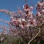 Fuji-kers - Prunus incisa