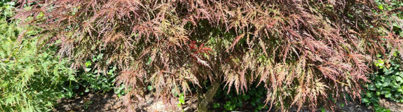 Japanse esdoorn acer pal. garnet tuinplant