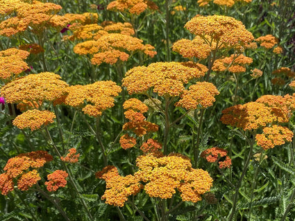 Bloei Geel duizendblad - Achillea filemdupila