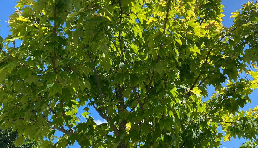 Geelbladige gewone esdoorn - Acer pseudoplatanus 'Worley'