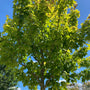 Geelbladige gewone esdoorn - Acer pseudoplatanus 'Worley'
