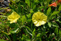 Gele-Teunisbloem-Oenothera-macrocarpa-plant.jpg