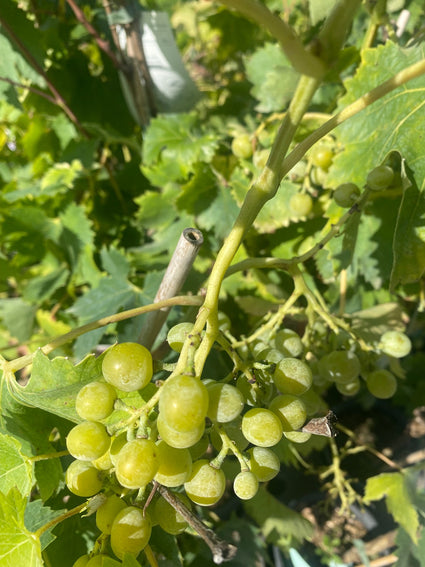 Gele druif - Vitis vinifera 'Augustella'