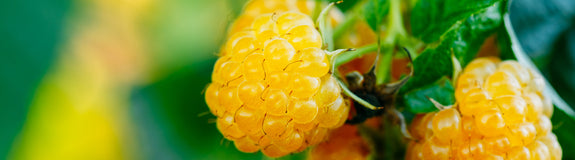 Gele framboos - Rubus idaeus 'Sugana Yellow'