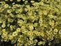 Gele kamille - Anthemis x hybrida 'E.C. Buxton'