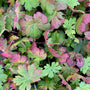Ooievaarsbek - Geranium 'Anne Thomson' in de herfst