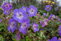 Ooievaarsbek - Geranium 'Azure Rush'