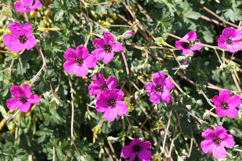 Ooievaarsbek - Geranium cinereum 'Giuseppii' in bloei