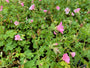 Roze bloemen Ooievaarsbek - Geranium endressii