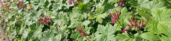 Ooievaarsbek - Geranium macrorrhizum 'Ingwersen's Variety'