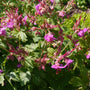 Geranium macrorrhizum 'Bevan's Variety' in bloei