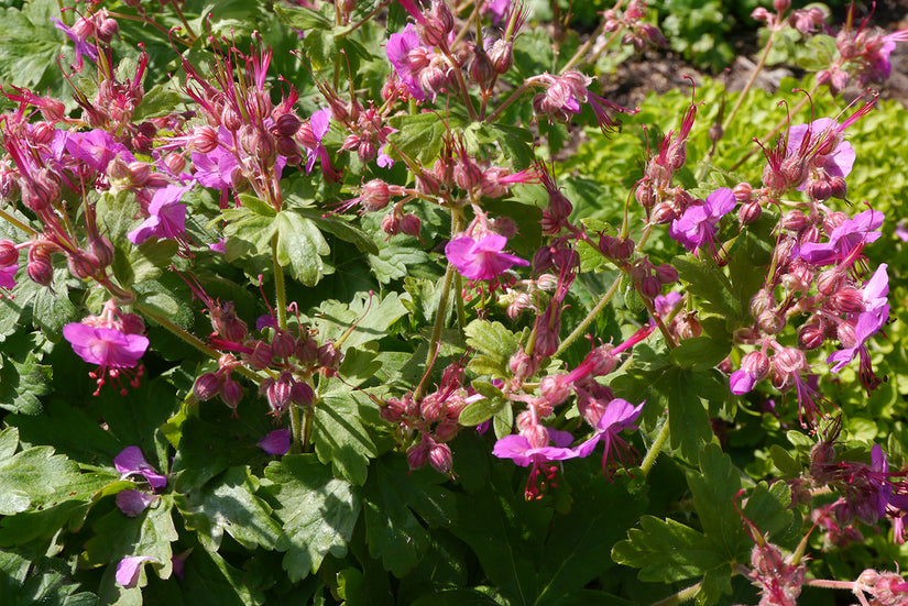 Geranium macrorrhizum 'Bevan's Variety' in bloei