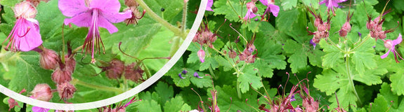  Ooievaarsbek - Geranium macrorrhizum 'Czakor' in bloei