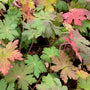 Geranium macrorrhizum 'Ingwersen's Variety' (foto November)